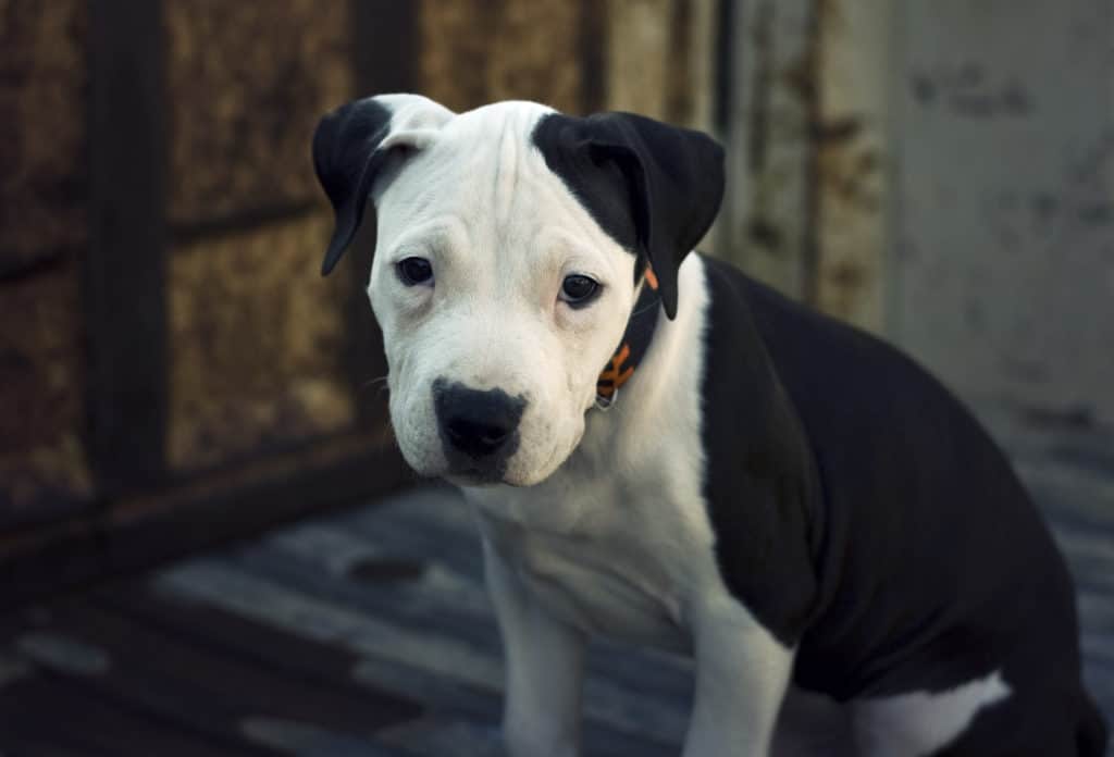 Auch der amerikanische Pitbull Terrier ist eine mittelgroße Hunderasse.