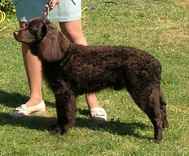 Der amerikanische Wasser Spaniel ist eine beliebte mittelgroße Hunderasse.