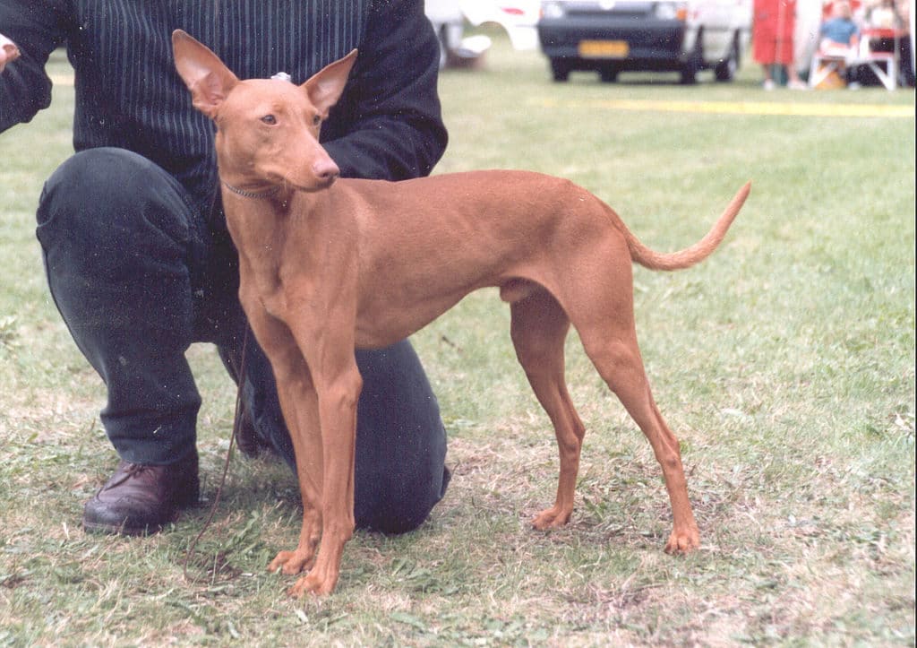 Der Cirneco dell Etna ist eine sehr aktive, mittelgroße Hunderasse.