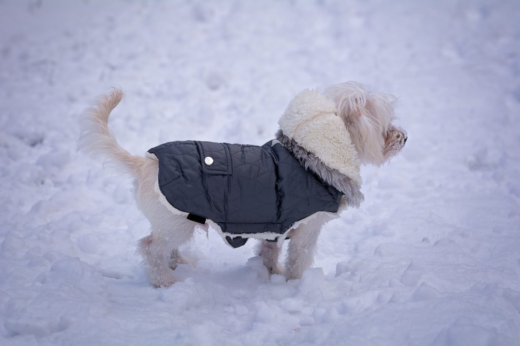 Malteser Hund im Schnee