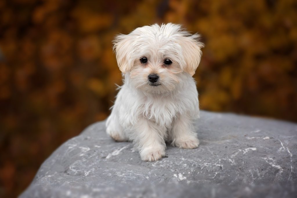 Kleiner Malteser Hund auf Stein