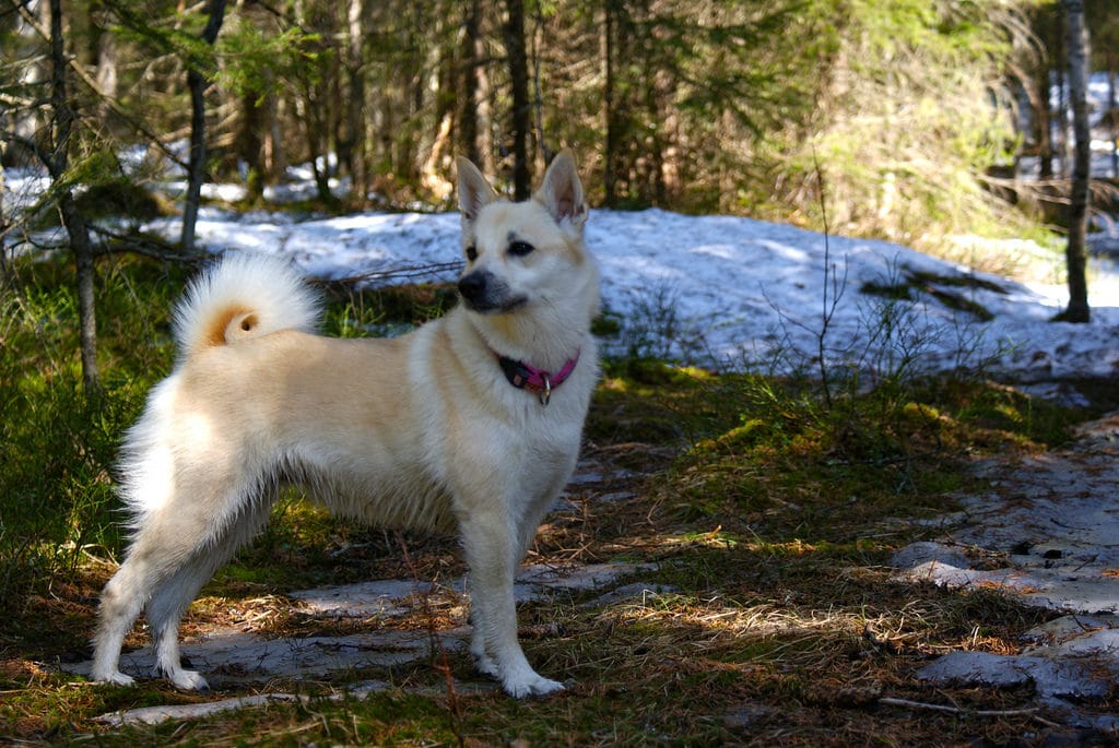 Der norwegische Buhund ist ein idealer Familienhund.