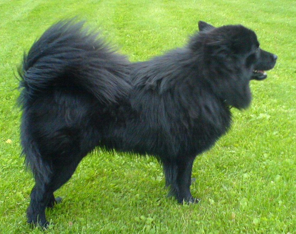 Der schwedische Lapphund wird zum Ziehen von Schlitten eingesetzt.