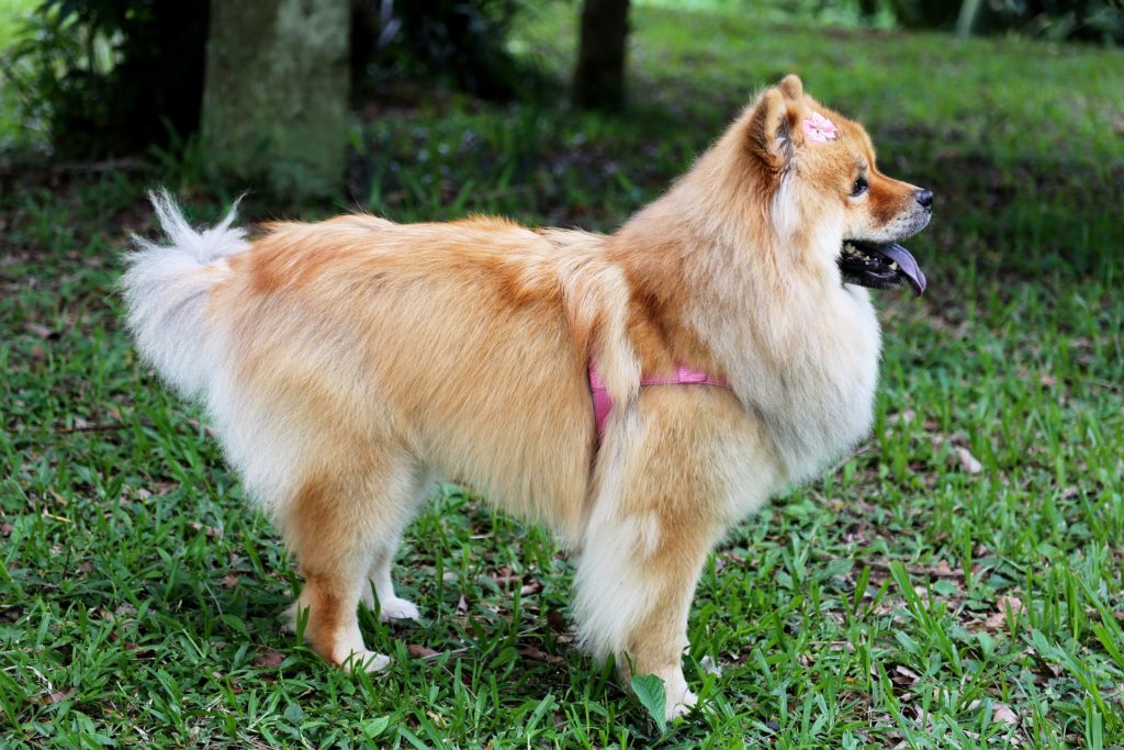 Der Chow Chow ist aufgrund seines prachtvollen Fells sehr beliebt bei Hundehaltern.