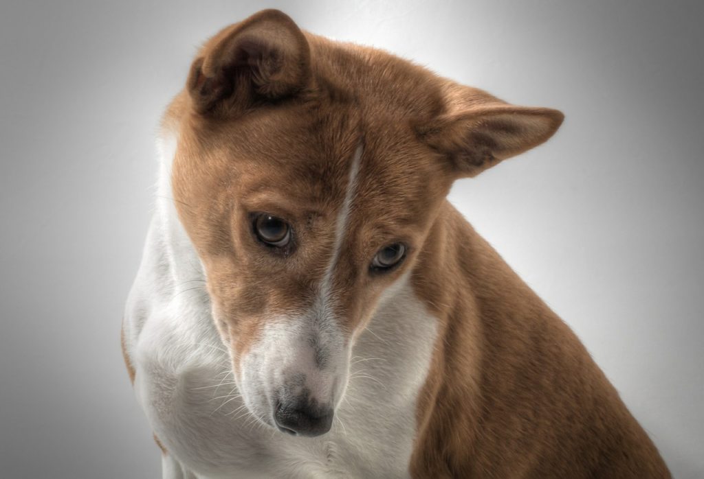 Ein Basenjii ist ein mittelgroßer Hund.