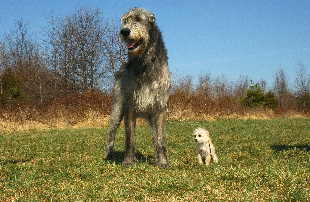 Irischer Wolfshund mit kleinem Hund