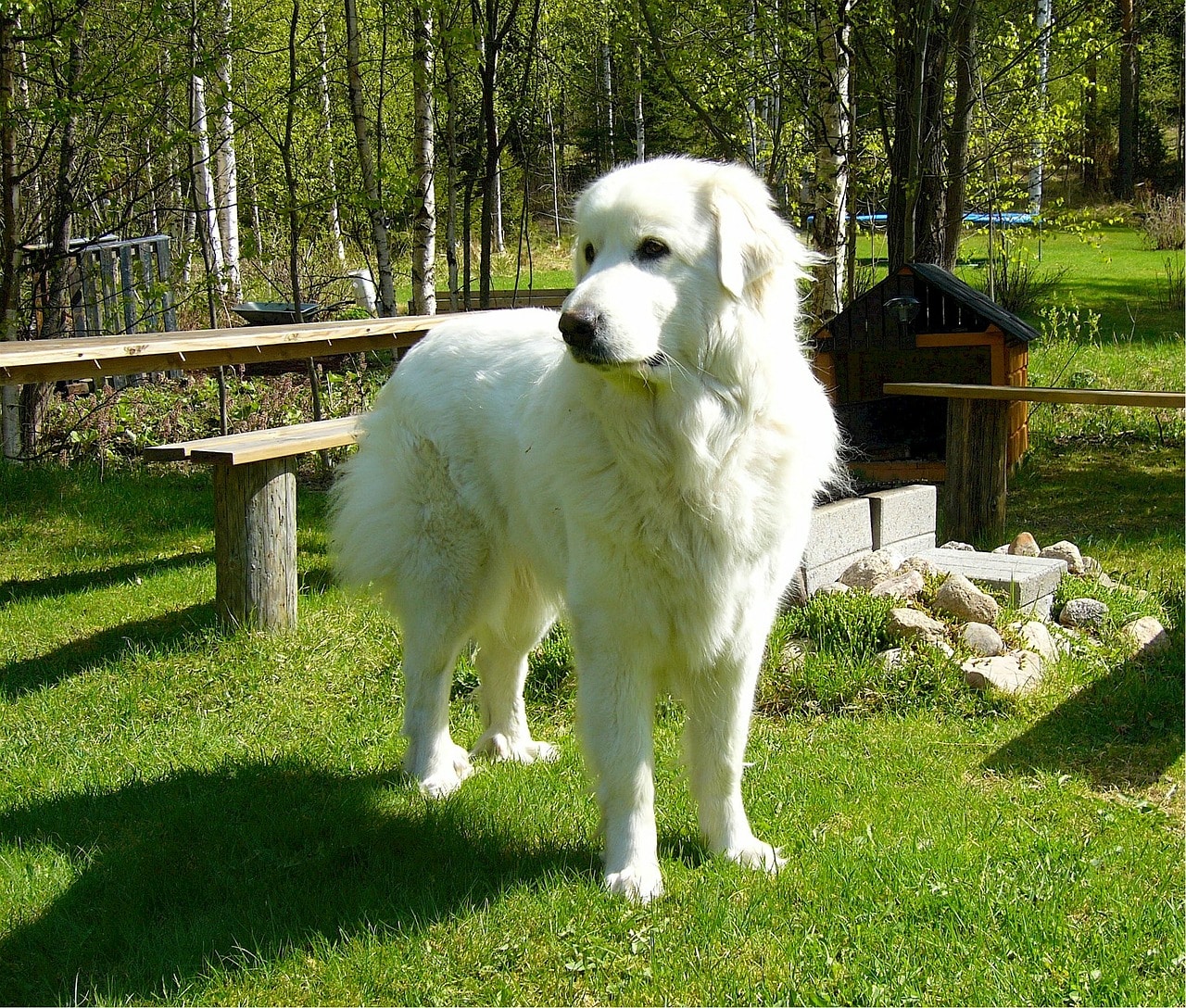 Der Pyrenäen Berghund ist sehr groß.