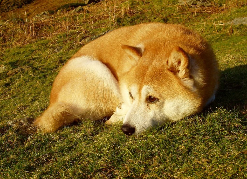 Der Shiba Inu ist eine Hunderasse aus Japan.
