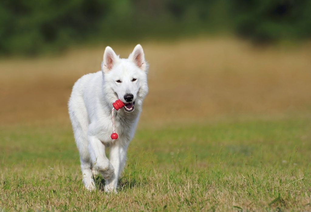 Auch der weiße Schäferhund liebt Hundespiele
