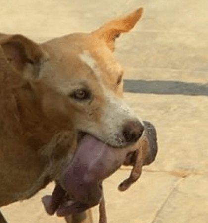 Dieser brasilianische Straßenhund hat einen Säugling gerettet.