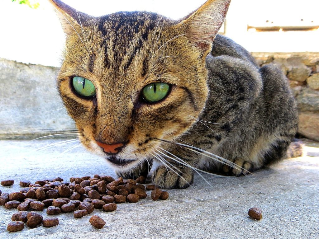 Dürfen Hunde Katzenfutter essen? - Nein