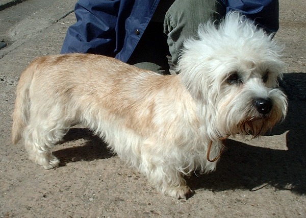Der Dandie Dinmont Terrier ist eine außergewöhnliche kleine Hunderasse.