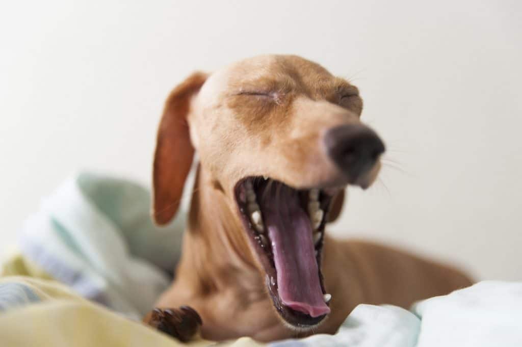 Hundesprachen Gähnen kann wie bei den Menschen Müdigkeit bedeuten.