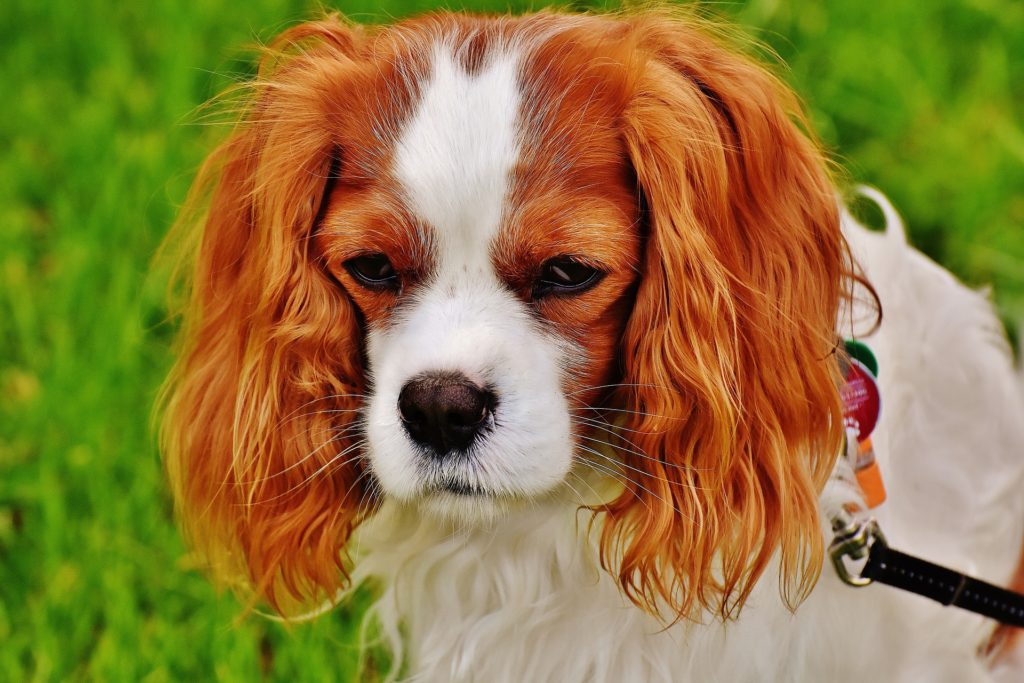 Der Cavalier King Charles Spaniel ist eine sehr familienfreundliche kleine Hunderasse.