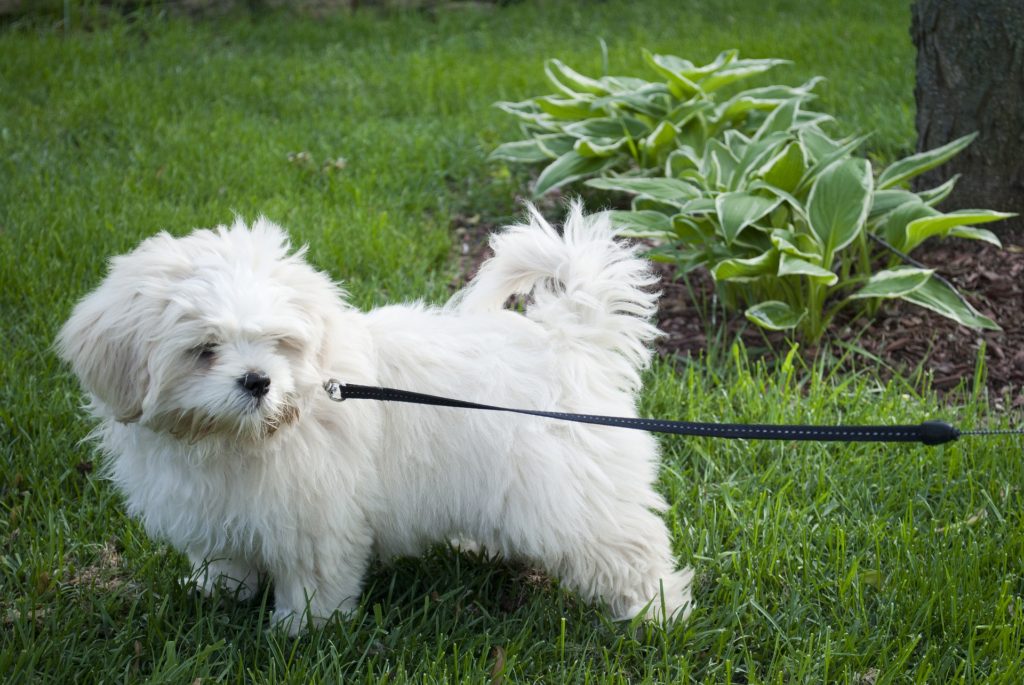 Hund zieht nicht mehr an der Leine