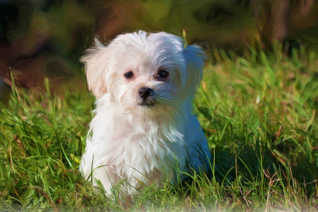 Der Malteser gehört zu den beliebtesten kleinen Hunderassen.