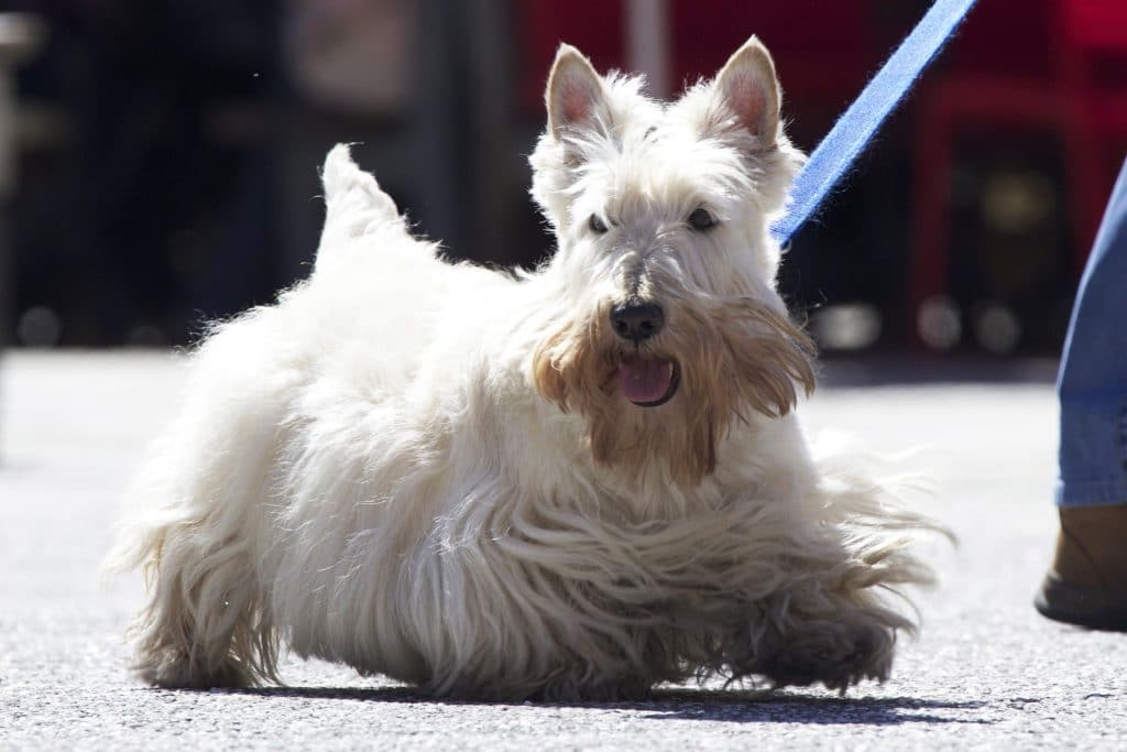 Der Scottish Terrier ist ein richtiges Kraftpaket unter den kleinen Hunderassen.