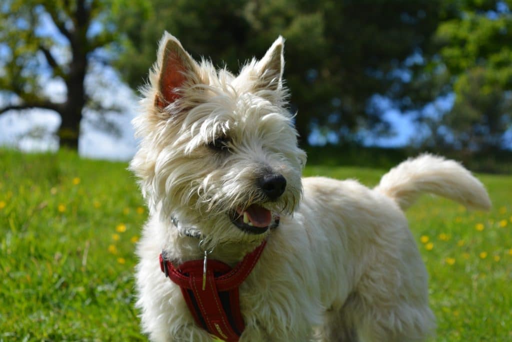 Der Cairn Terrier gehört zu den beliebtesten Hunderassen