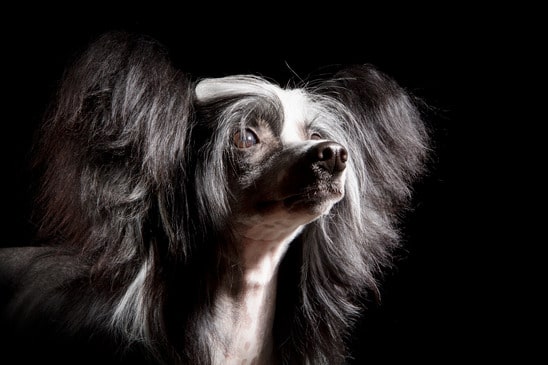 Der chinesische Nackthund gehört zu den beliebtesten Hunderassen die nicht haaren.