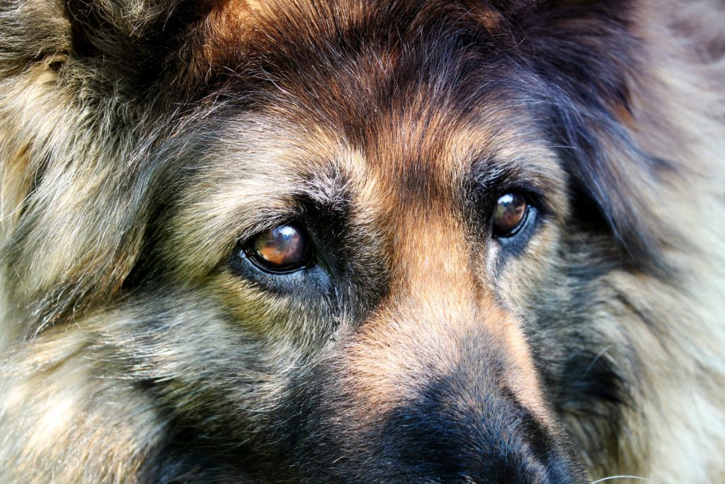 Wer Hundesprache verstehen will, sollte besonderen Fokus auf die Augen der Hunde legen.