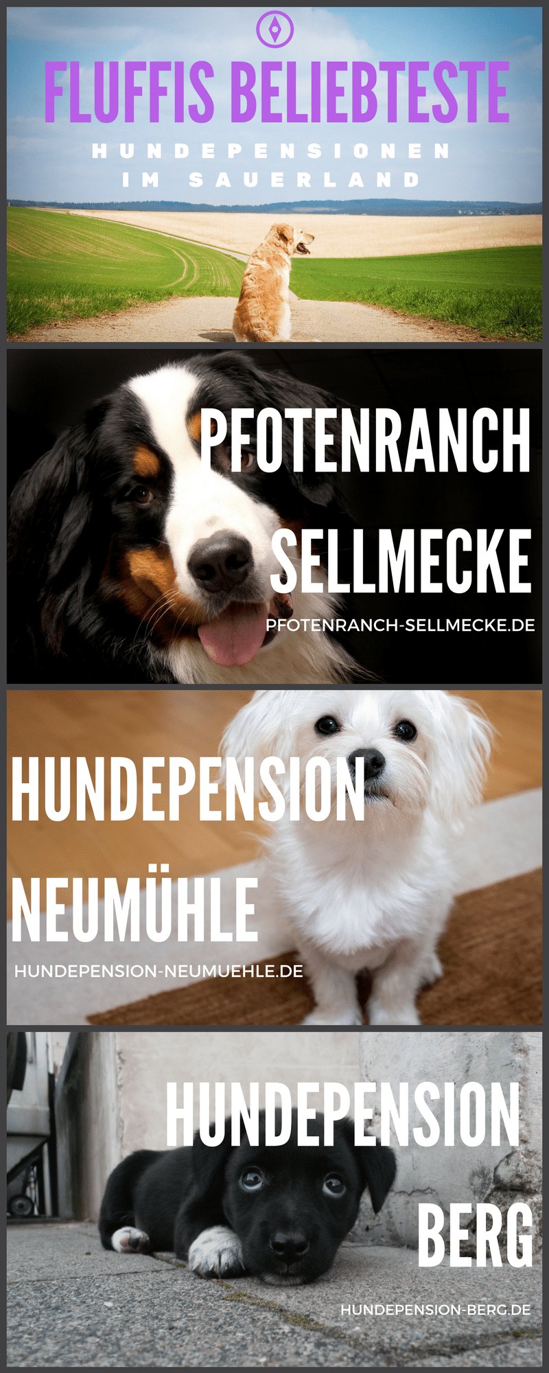 Infografik: Hundepension Sauerland