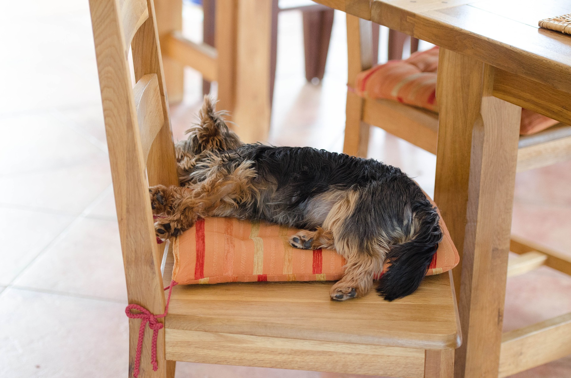 Ein Hund mit Bindehautentzündung braucht viel Ruhe.