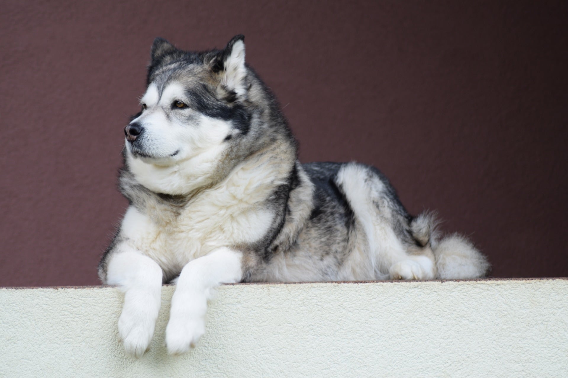 Der Alaskan Malamute ist eine grosse süsse Hunderasse.