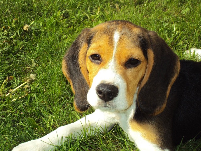 Auch der Beagle ist eine süße Hunderasse.