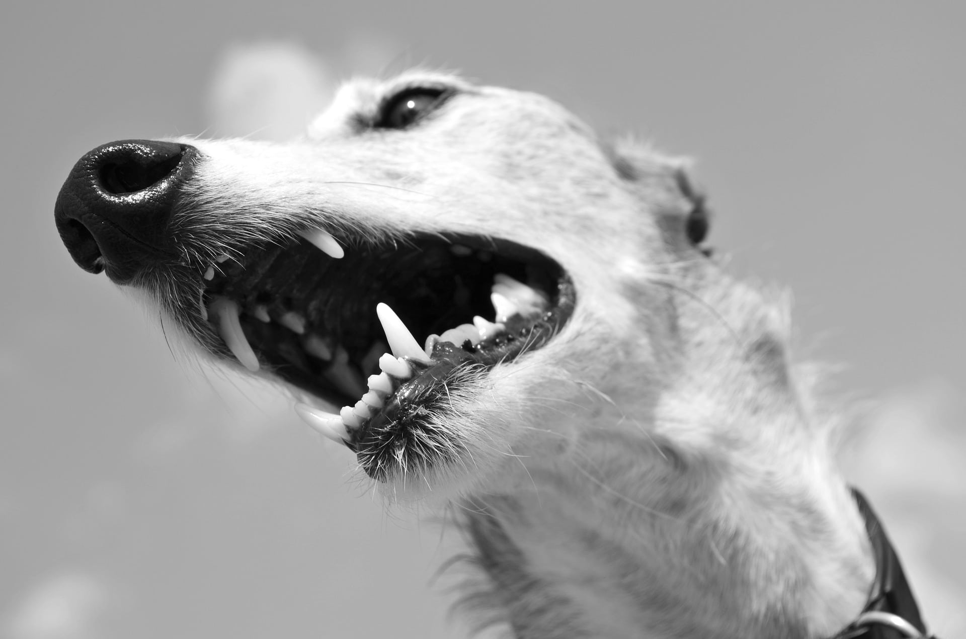 Wie viele Zähne hat ein Hund? Informationen und Pflegetipps Fluffis.de