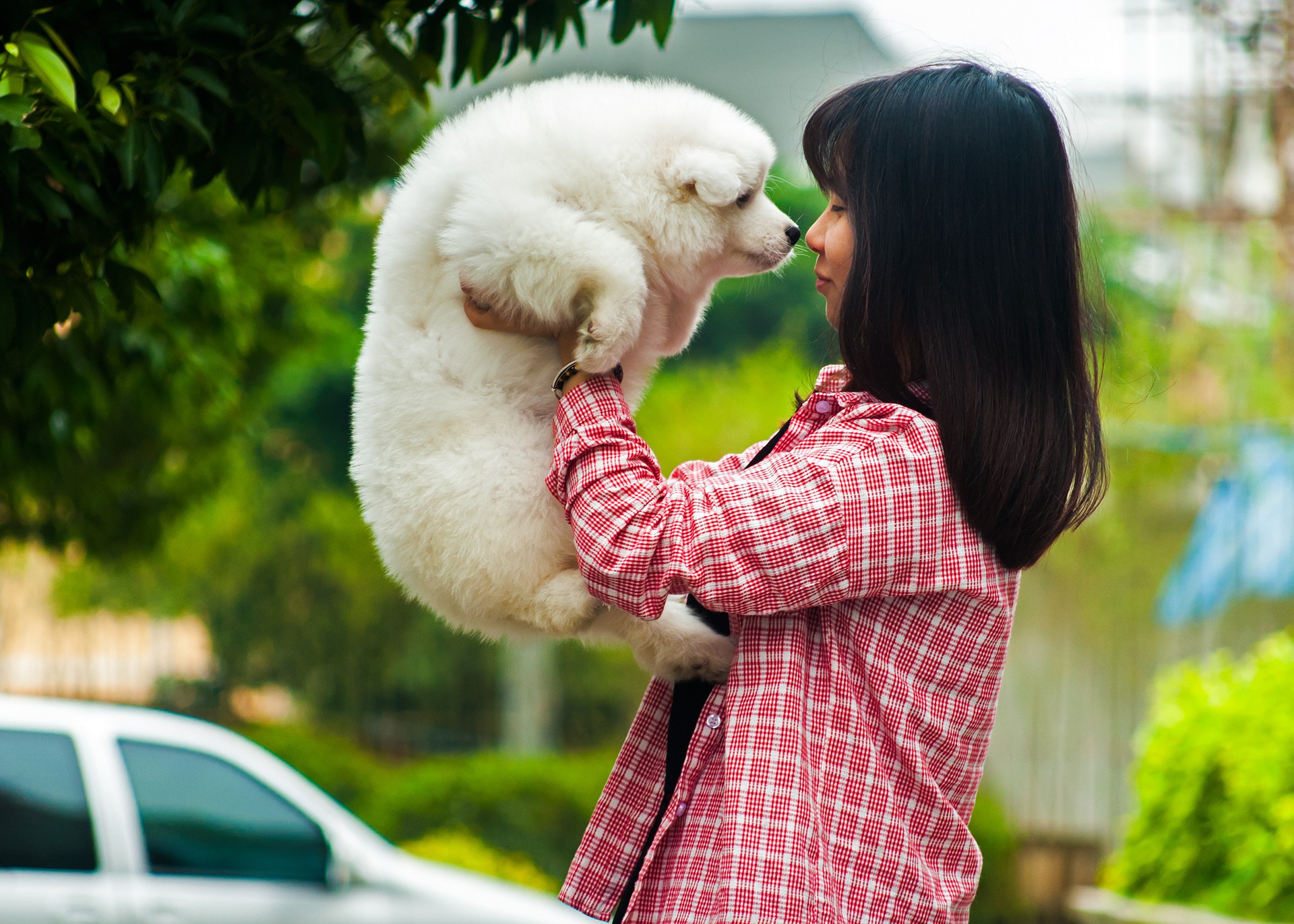 Der Samojede ist eine asiatische Hunderasse.