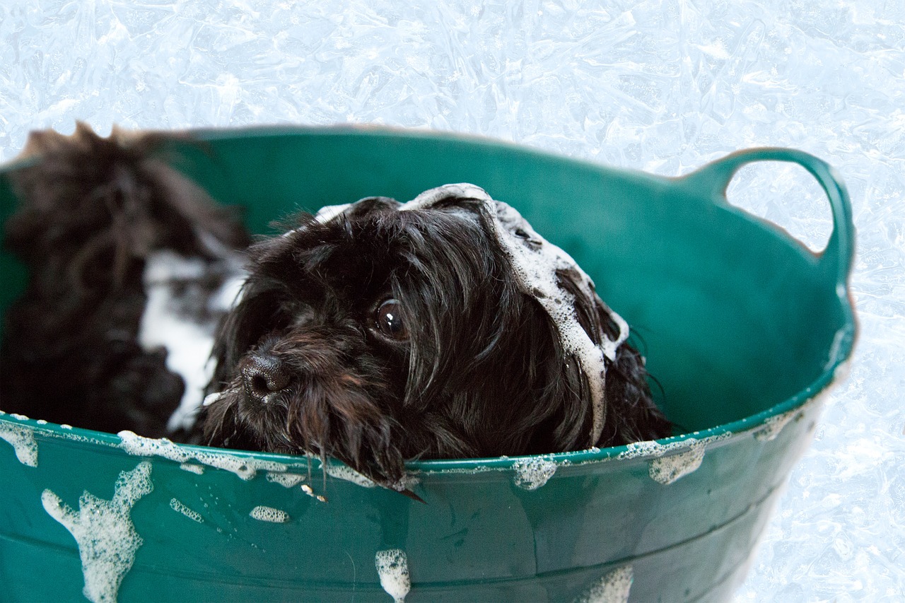 Flöhe bei Hunden können durch ein Bad beseitigt werden.