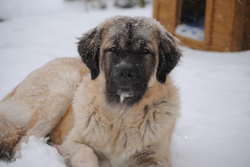 Der Germanische Bärenhund liebt Auslauf im Schnee.