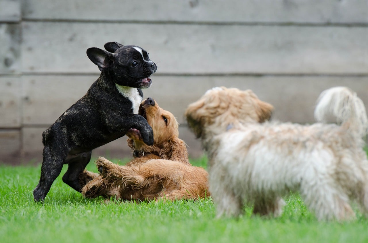 Die französische Bulldogge liebt das Spielen mit anderen Welpen.