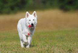 Auch der weiße Schäferhund liebt Hundespiele