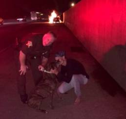 Dieser Sheriff rettete eine Hündin aus einem brennenden Autowrack