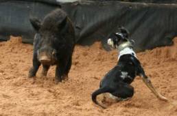 Ein Hund kämpft mit einem Wildschwein