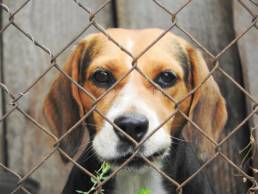 Mehr als 2.500 gefangene Beagle konnte befreit werden.