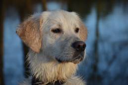 DIeser Hund rettete eine ganze Familie
