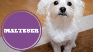 Malteser