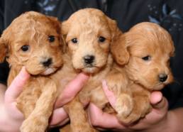 Wie alt werden Hunde