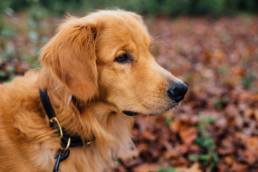 Golden Retriever im Wald