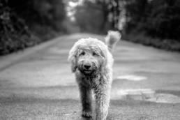 Labradoodle schwarz-weiß