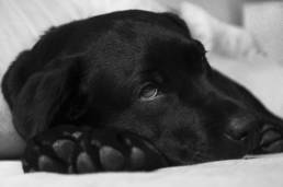 Ab wann hat ein Hund Fieber?