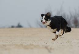 Ein Border Collie ist sehr aktiv.