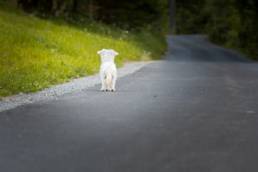 Hund entlaufen - was tun?