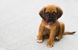 Eine Bindeheutentzuendung beim Hund kann schmerzhaft sein.