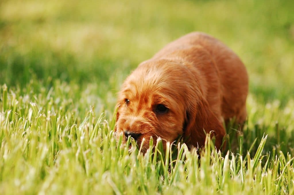 Hund frisst Gras warum und ist das gefährlich? Fluffis.de