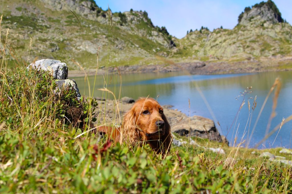 Urlaub mit Hund der ultimative Ratgeber fluffis.de