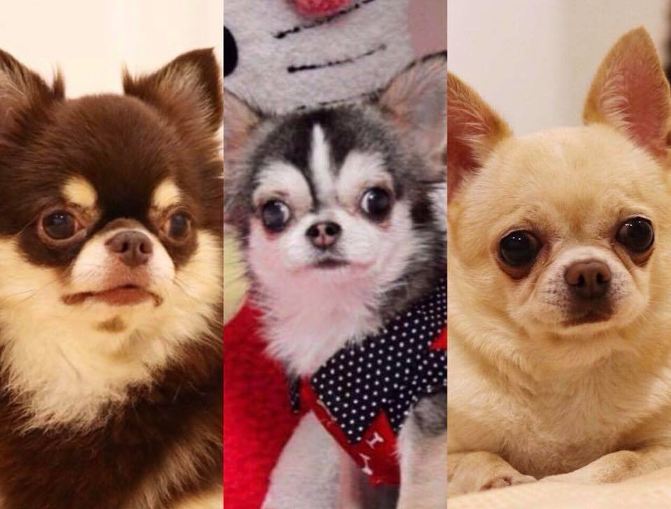 Chihuahuas - kleine Hunde mit großem Herz