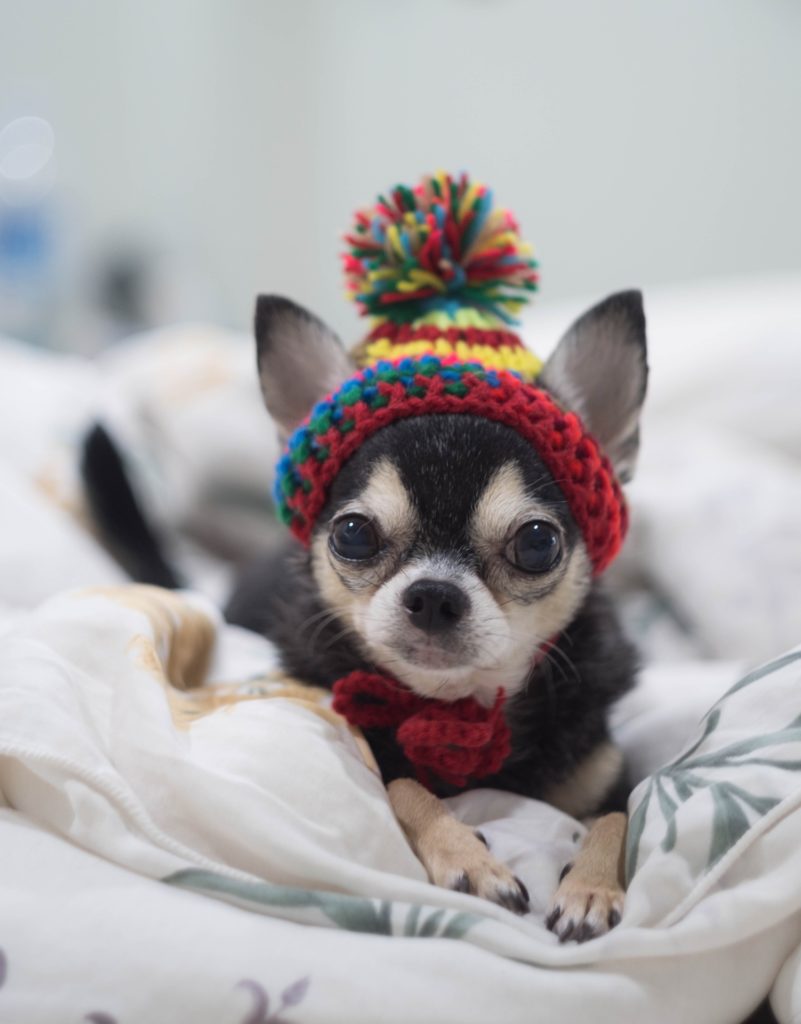Chihuahuas, entzückend und klein, aber oho.